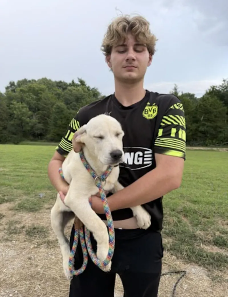 A baby medium-sized male Yellow / Tan / Blond / Fawn Labrador Retriever dog named Tumbles for adoption in Watertown, CT