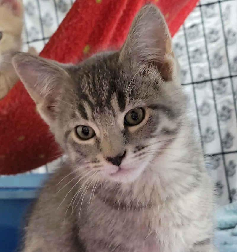 A baby medium-sized male Domestic Short Hair cat named Huckleberry for adoption in Portage, WI
