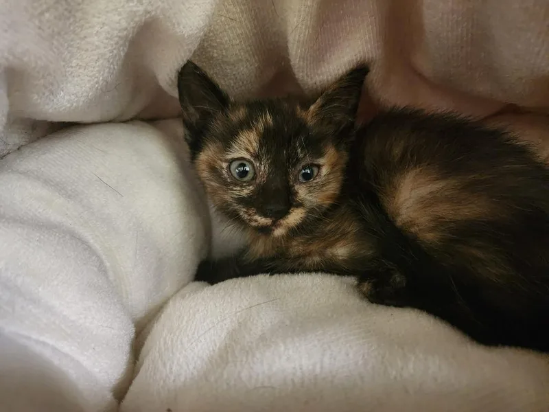 A baby small-sized female Domestic Short Hair cat named Netflix for adoption in Maumelle, AR