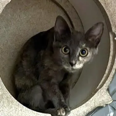 A baby medium-sized female Domestic Short Hair cat named Hershey for adoption in Washington, DC
