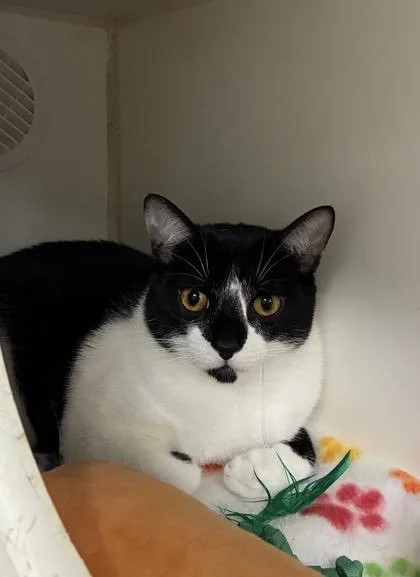 A young medium-sized male Domestic Short Hair cat named Marvin for adoption in Picayune, MS