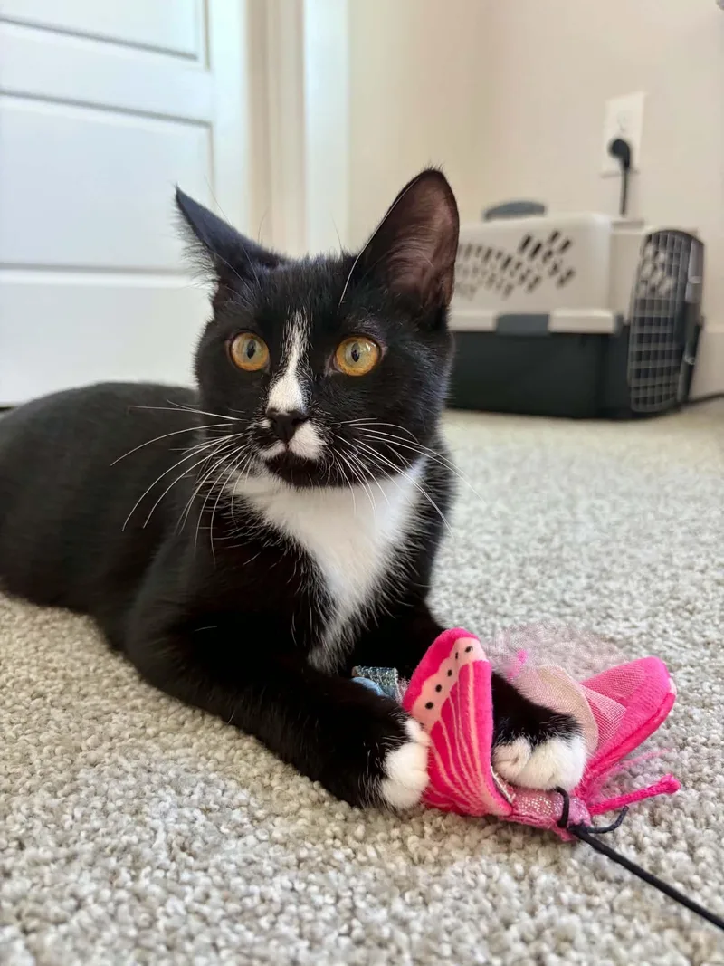A baby large-sized male Domestic Short Hair cat named Sokka for adoption in Raeford, NC