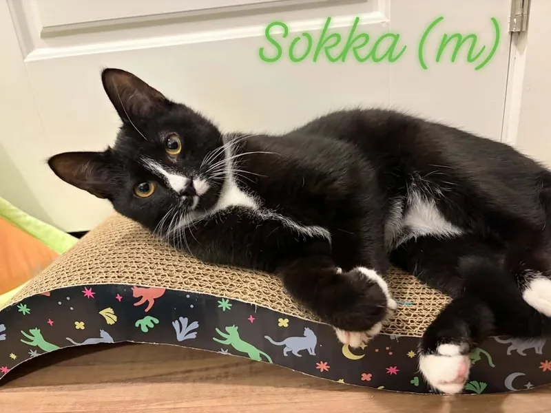 Sokka thumbnail 3