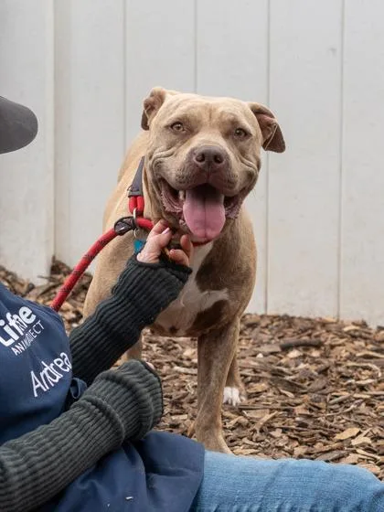 An adult large-sized female Mixed Breed dog named Dew Drop for adoption in Chamblee, GA