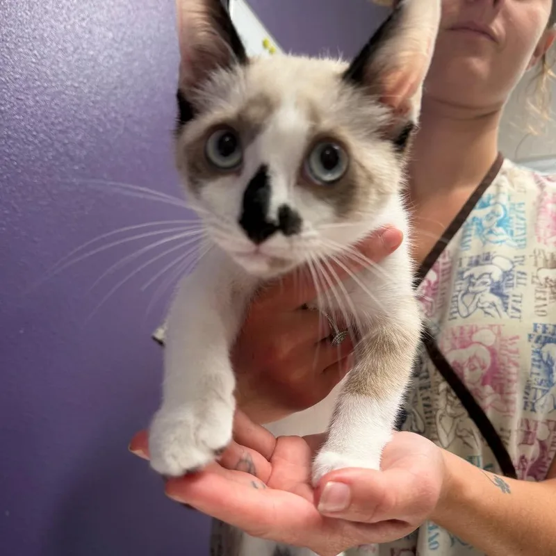 Simon