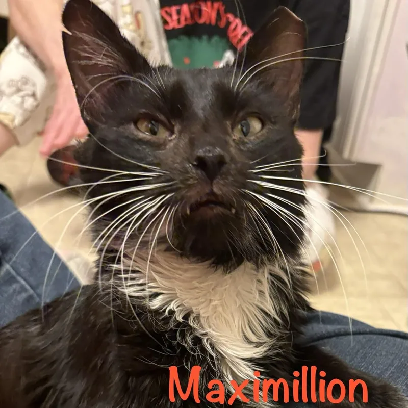 Maximillion thumbnail 2