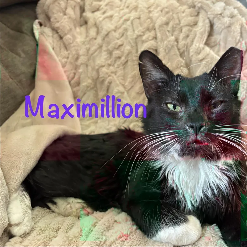 An adult medium-sized male Black & White / Tuxedo Tuxedo cat named Maximillion for adoption in Phoenix, AZ