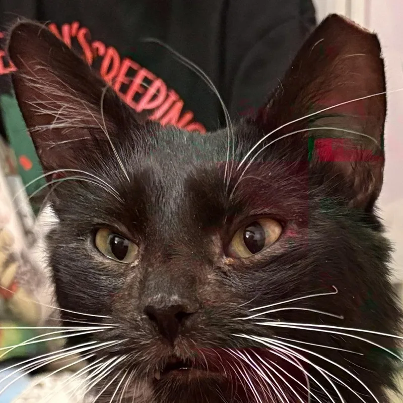 Maximillion thumbnail 4