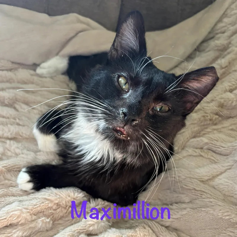 Maximillion thumbnail 5