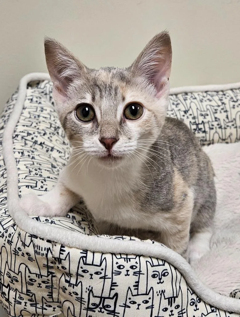 A baby small-sized female Domestic Short Hair cat named Ashley for adoption in Fremont, OH