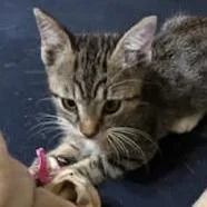A baby small-sized male Brown / Chocolate Domestic Short Hair cat named Cain for adoption in West Palm Beach, FL