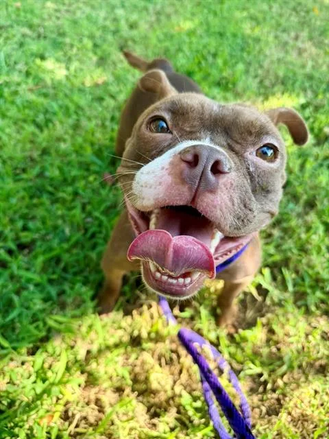A young medium-sized female American Bully dog named Maggie Muffin for adoption in Charlotte, NC