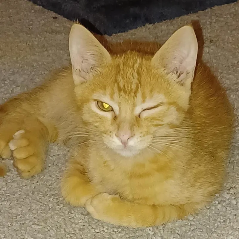 Garfield