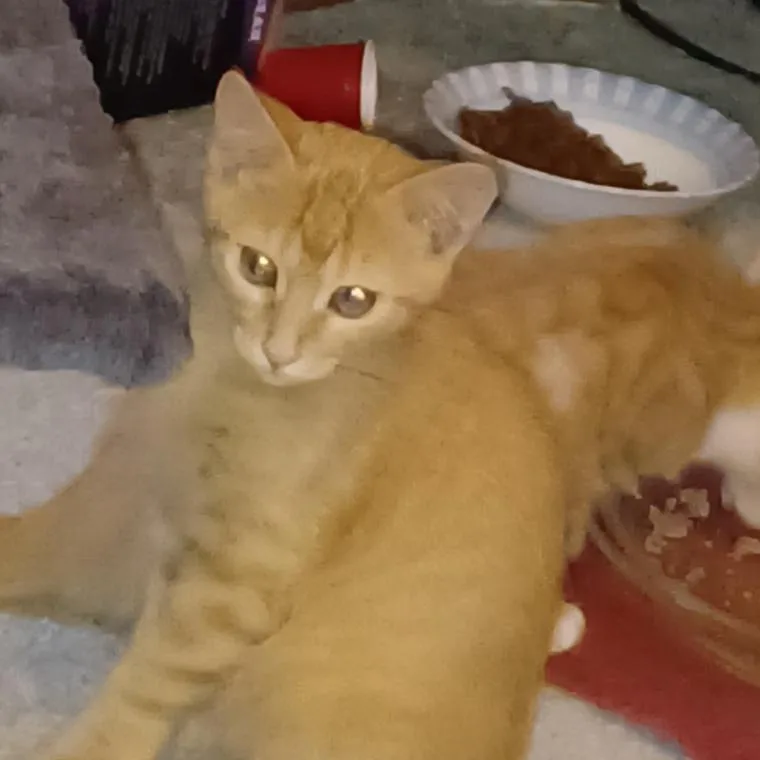 Garfield thumbnail 2