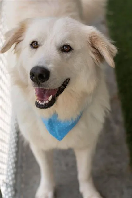 An adult large-sized male Labrador Retriever dog named Casper for adoption in Baytown, TX