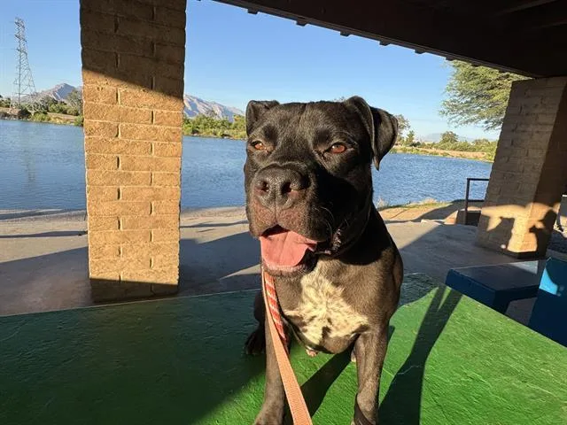 An adult large-sized male Pit Bull Terrier dog named Galileo for adoption in Tucson, AZ