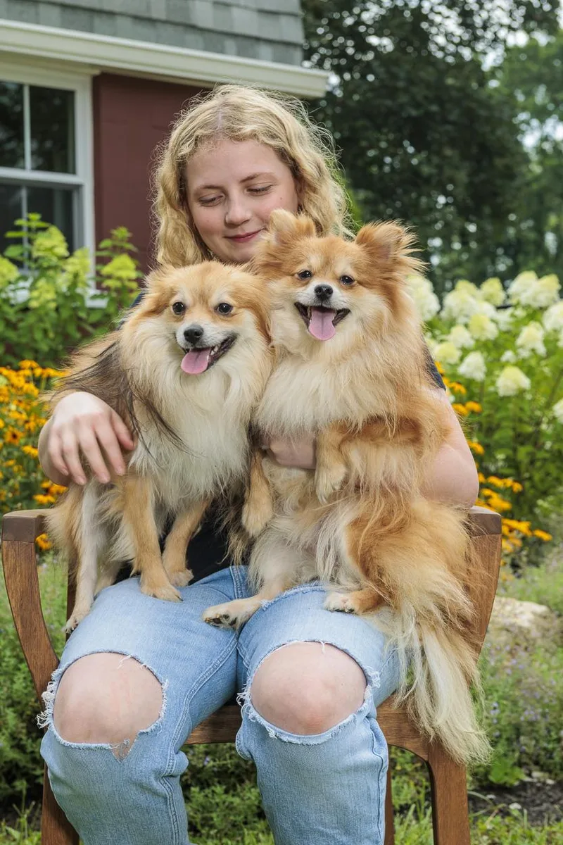 A young small-sized male Pomeranian dog named Kyle & Keith for adoption in Chester Springs, PA