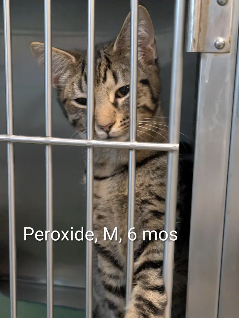 A young small-sized male Tabby (Brown / Chocolate) Domestic Short Hair cat named Peroxide for adoption in Bedford, VA