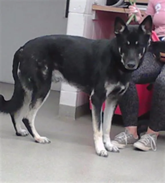 An adult large-sized male German Shepherd Dog dog named Deimus for adoption in Omaha, NE