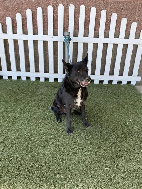 Pete
