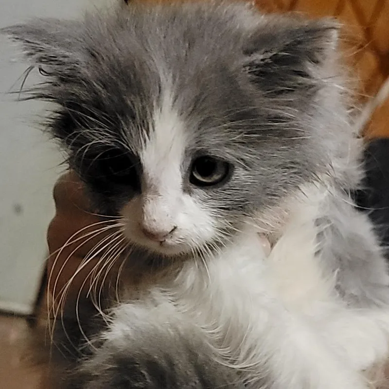A baby small-sized male Domestic Medium Hair cat named Klein for adoption in Buffalo, WY