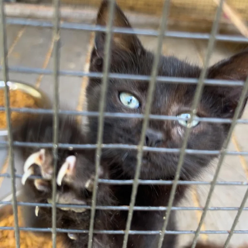 A young small-sized female Black Domestic Long Hair cat named Redbull for adoption in Monroeville, AL