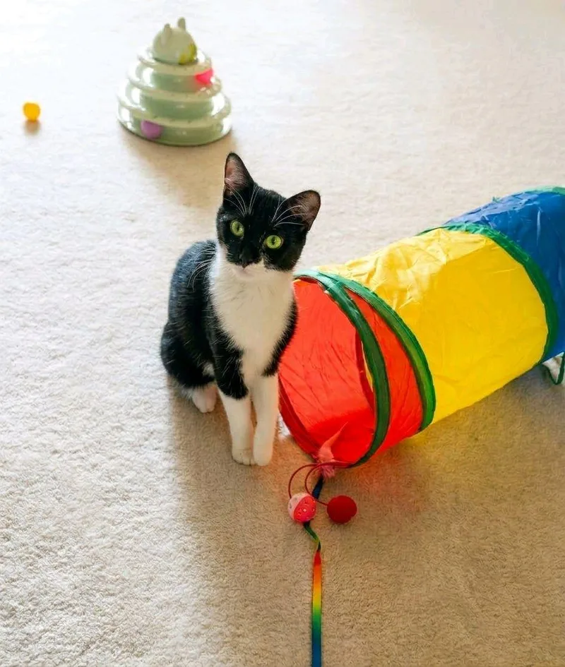 A baby small-sized female American Shorthair cat named Biscuit  A LITTLE for adoption in Bristow, VA