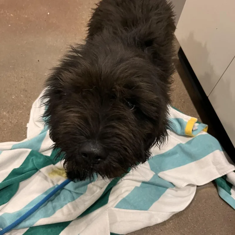 A baby medium-sized female Black Poodle dog named Penelope for adoption in Washburn, MO