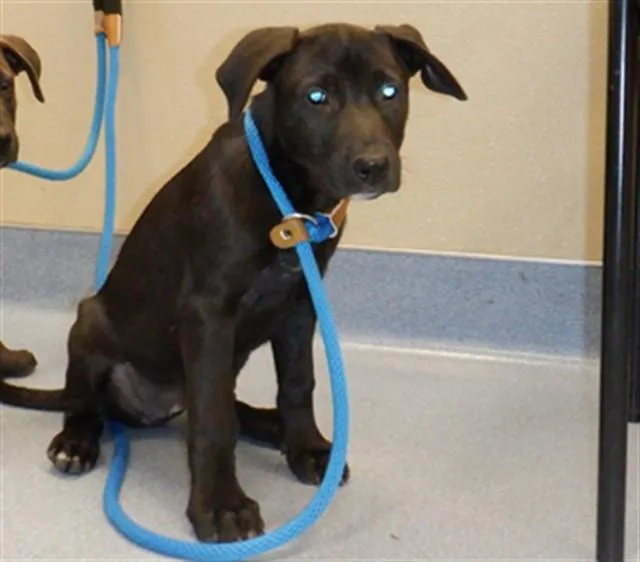 A baby small-sized female German Shepherd Dog dog named Bambi for adoption in San Jose, CA