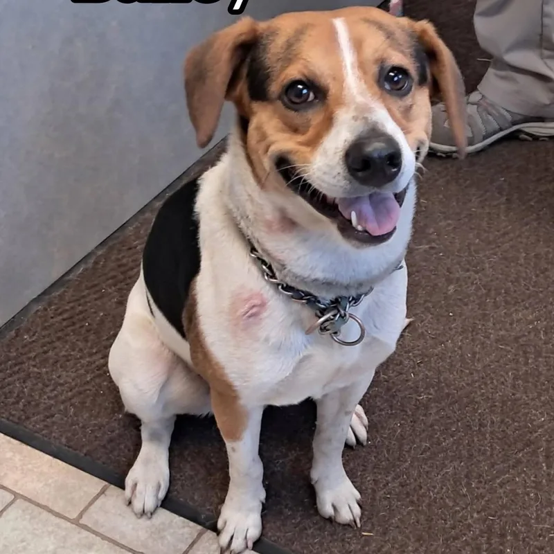 An adult medium-sized male Beagle dog named Bailey for adoption in Hollister, MO