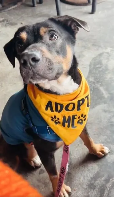 An adult medium-sized male Mixed Breed dog named Percy for adoption in Jacksonville, FL