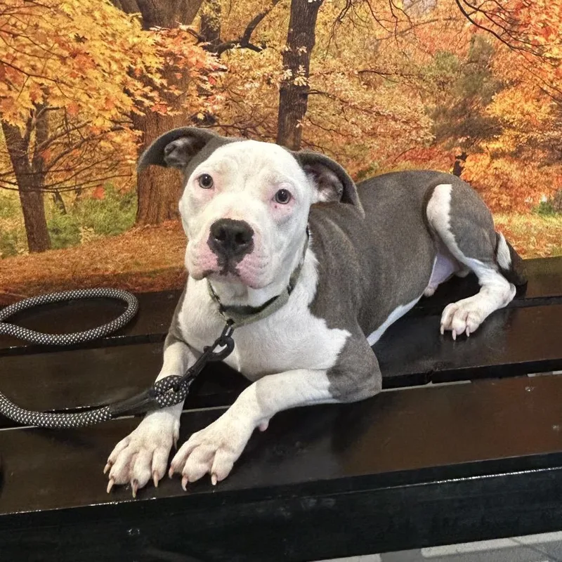 Maverick thumbnail 4