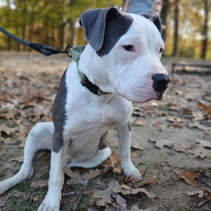 Maverick thumbnail 5