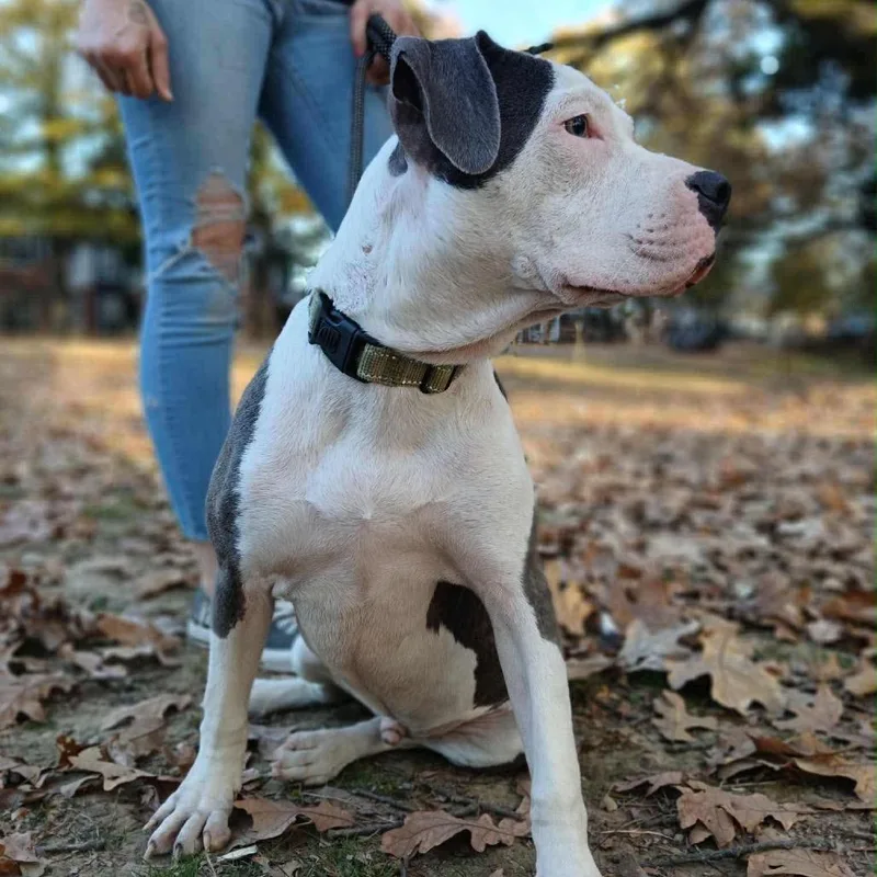 Maverick thumbnail 6