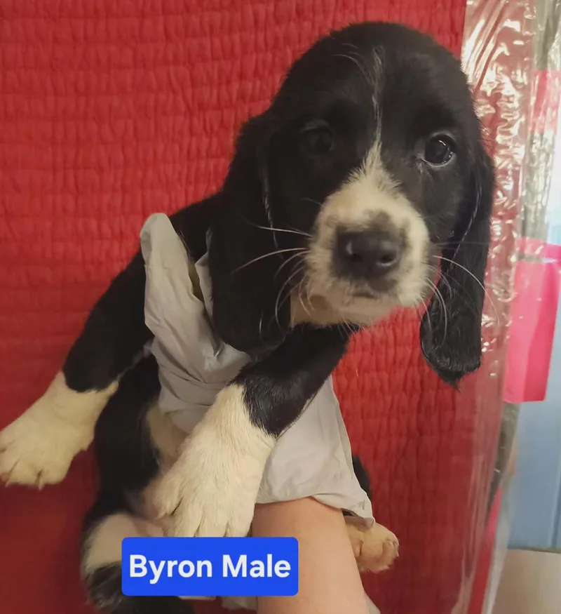 Byron