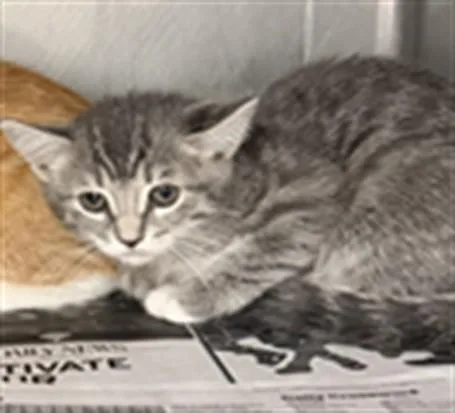 A baby small-sized male Domestic Short Hair cat named Remi for adoption in Chatsworth, CA