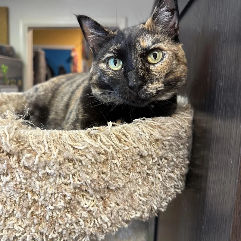 An adult medium-sized female Tortoiseshell Domestic Medium Hair cat named Toetellini for adoption in Sherman Oaks, CA