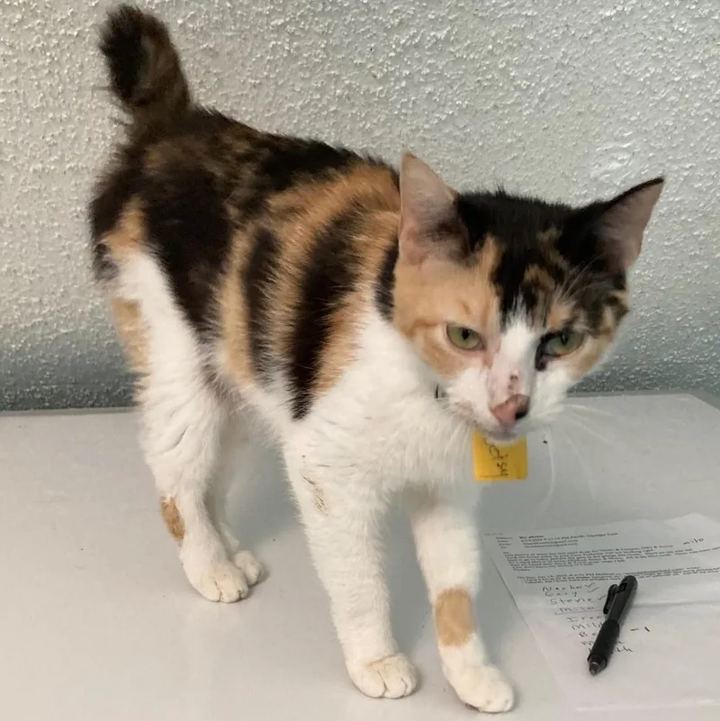 An adult medium-sized female Calico cat named Betsy  What A for adoption in Hoquiam, WA