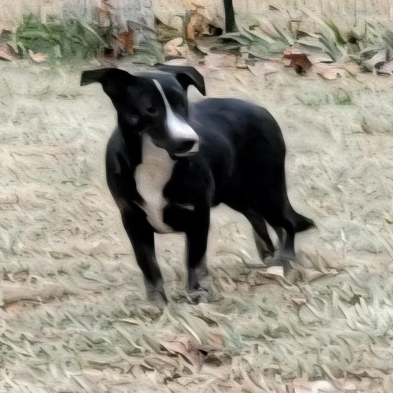 Maple  Fee Sponsored