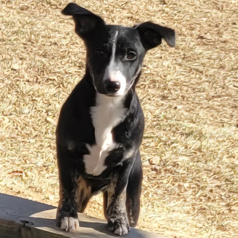 Maple  Fee Sponsored thumbnail 2