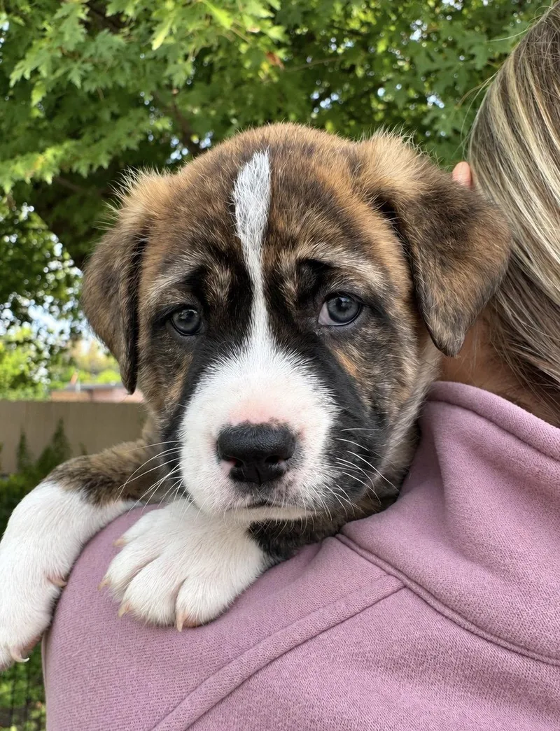 A baby large-sized male Collie dog named Peeta for adoption in Mankato, MN