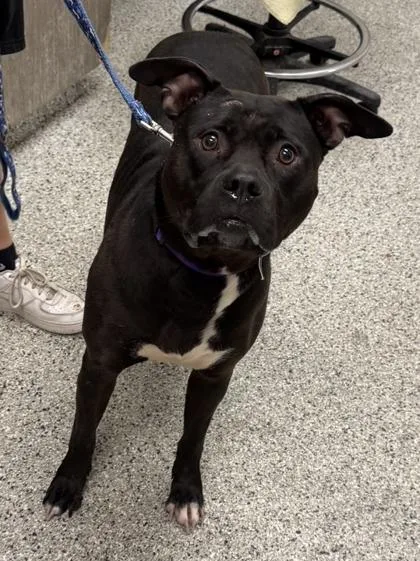 An adult extra large-sized female Black Pit Bull Terrier dog named Remi for adoption in Kansas City, MO
