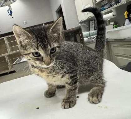 A baby small-sized female Domestic Short Hair cat named Suki for adoption in Pequot Lakes, MN