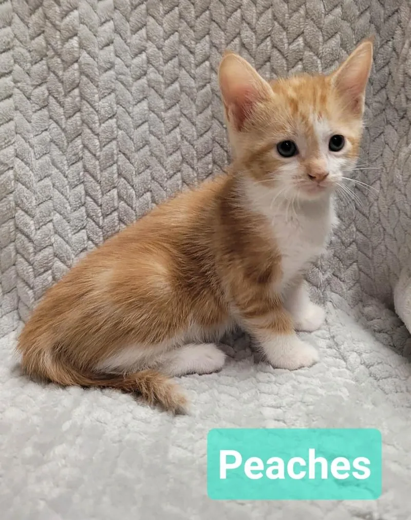 A baby small-sized female Domestic Short Hair cat named Peaches for adoption in Richmond, IN