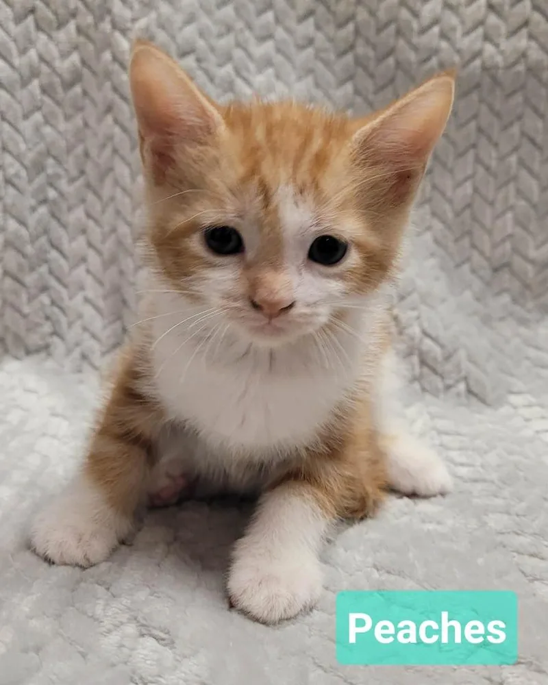 Peaches thumbnail 2