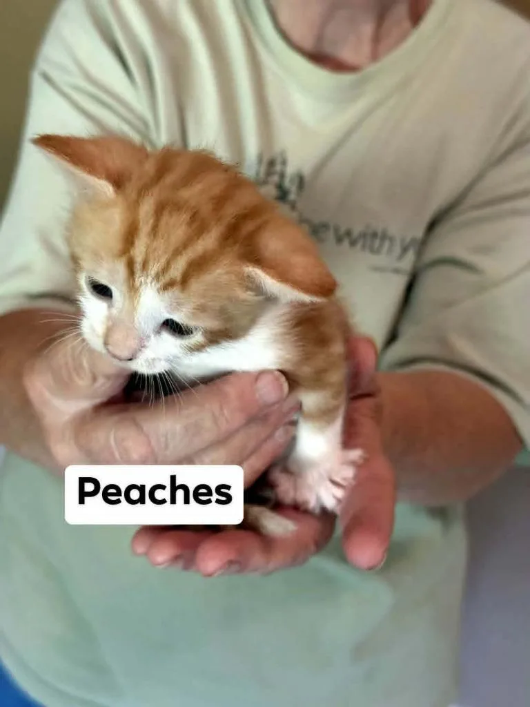 Peaches thumbnail 3
