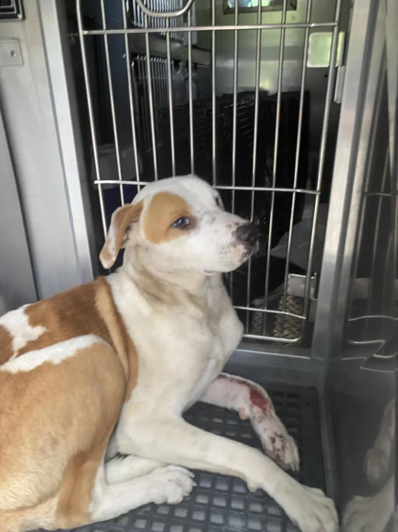 A young large-sized male Mixed Breed dog named Boo for adoption in Dallas, TX