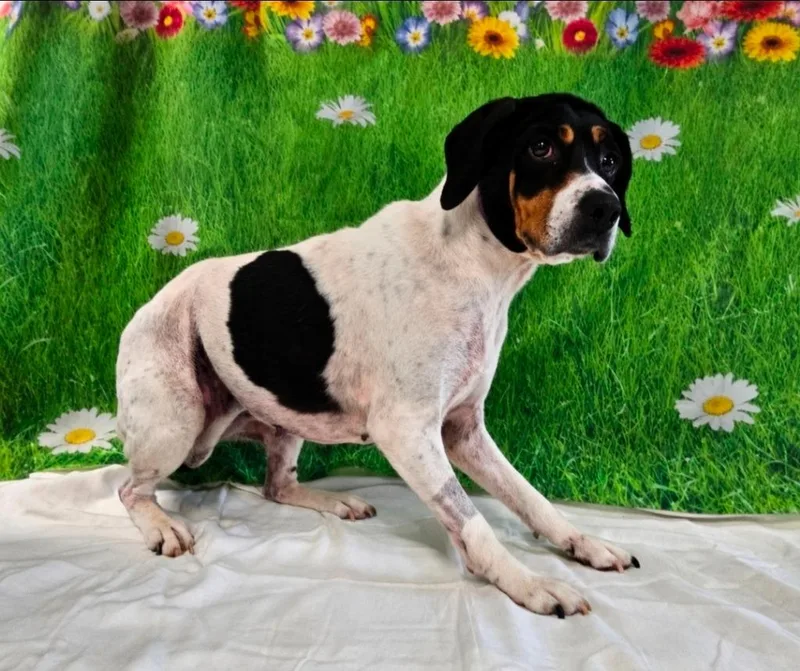 An adult medium-sized female Hound dog named Valerie for adoption in Wabash, IN