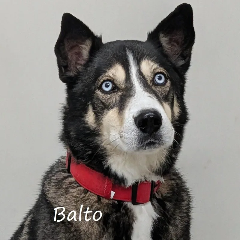 Balto thumbnail 2