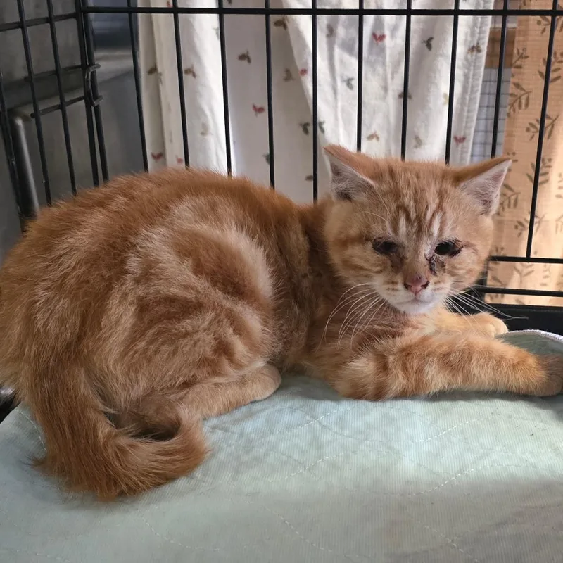 A baby medium-sized male Orange / Red Domestic Short Hair cat named Ruben for adoption in Wappingers Falls, NY